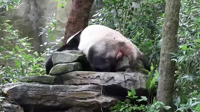 Fluffy panda is Pooping, China