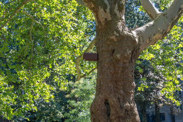 Tree with Nesting Box, Close-Up. A nesting box hangs firmly on a thick tree trunk. The green leaves shine in the sunlight.