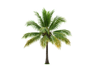 Vibrant green coconut palm tree with sturdy brown trunk and lush fronds, isolated on a transparent studio background with soft high-key lighting, concept of natural sustainability