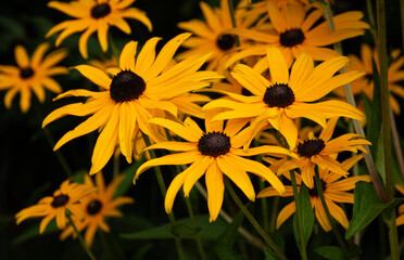 yellow flowers in the garden