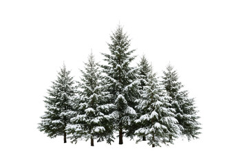A meticulously arranged cluster of snow-covered spruce and fir trees on a transparent studio background with copy space, soft lighting, concept of winter purity and celebration