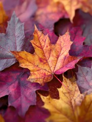 Colorful Autumn Leaves Close-Up