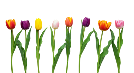 Seven fresh, vibrant tulips in various bloom stages, diverse colors, green stems, aligned horizontally on a transparent background, clean, refreshing natural beauty concept