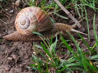 Snail crawling on the ground with grass a natural garden scene close up macro