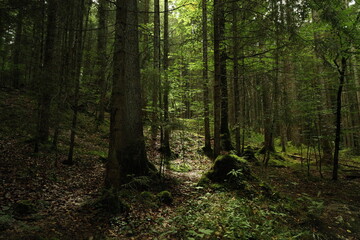 Misty forest scene with sunlight shining through tall trees, moss, and roots on the ground, creating a mysterious and moody atmosphere.