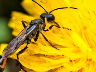 Close up of a black wasp covered in pollen on a bright yellow dandelion flower