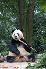 Obraz premium Close up Panda Returned from USA, Bei Bei, BiFengXia, China