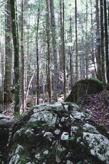 Mossy trees on a forest slope with lush green plants and wet soil, natural woodland background.