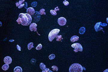 Group of Mastigias papua or spotted lagoon jellyfish drifting gracefully in deep blue water of aquarium. Animal, aquatic organism, underwater life, biodiversity