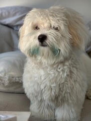 Dorable white dog with blue dye sitting pretty on the couch indoors