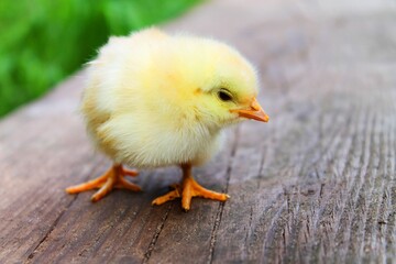Adorable fluffy yellow chick exploring rustic wooden surface with bright green grass
