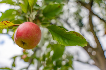 Single ripe apple with red and yellow tones on a tree. Green leaves frame the fruit against blurred sky.