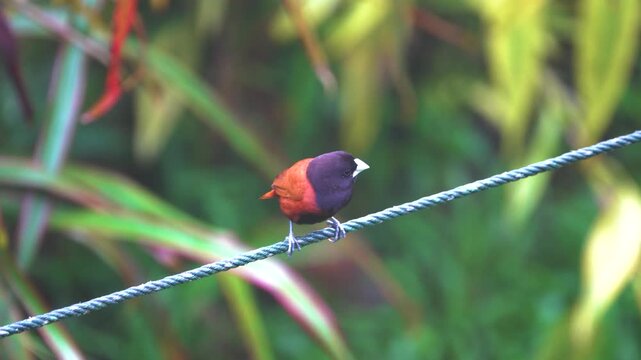 Chestnut mannikin (Lonchura malacca, Lonchura atricapilla) birds feed on cereal plants. North Sulawesi. Indonesia