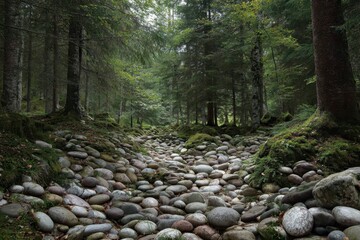 Rocky Stream Bed Through a Dense Forest Landscape
