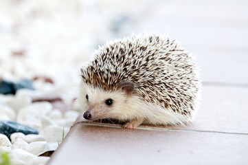 Adorable hedgehog exploring the garden with curious eyes and spiky charm