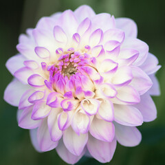 White and lilac dahlia flower macro close up