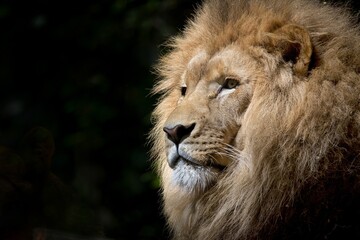 Majestic lion portrait basking in sunlight with penetrating gaze and regal mane