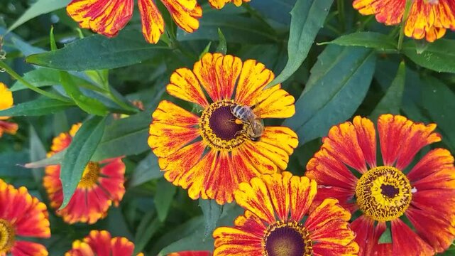 A bee collects nectar from the orange helenium flowers in the park