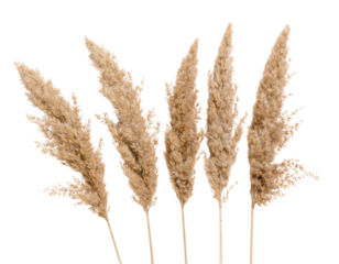 Dried Reed Grass Arrangement with Curved Stems, Top-Down Perspective, isolated