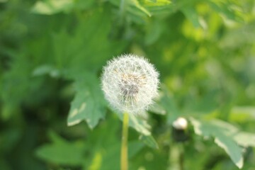 Close-up of a fluffy dandelion seed head against a soft green natural background.