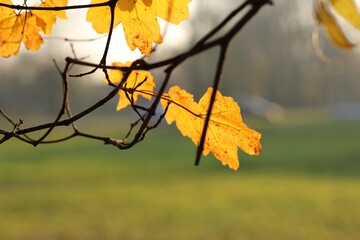 Obraz premium Golden autumn oak leaf on a branch in sunlight with blurred background.