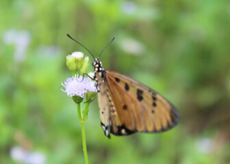animal,butterfly,flowers