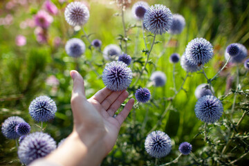 Blue echinops blooming in summer garden. Globe thistle flowers attract pollinators bees and bumblebees. Gardener enjoys plant