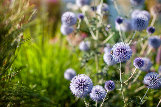Blue echinops blooming in summer garden. Globe thistle flowers attract pollinators bees and bumblebees. Space. Close up