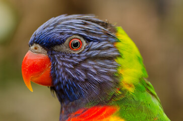 Vibrant lorikeet portrait showcasing vivid colors and stunning detail close up