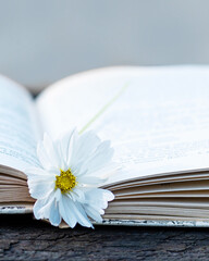 White daisy flower on open book pages