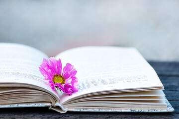Pink flower on open book pages close up