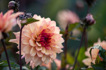 Peach dahlia flower in garden close up