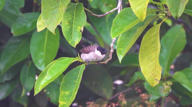 yellow-vented Bulbul (Pycnonotus) in Indonesia. Winter
