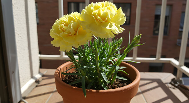 A yellow Carnation in a terracotta pot on a sunny balcony, bright light..jpg