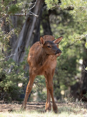 baby elk in the woods