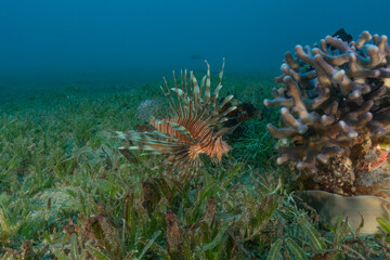 Lionfish (Pterois miles) in the Red Sea, colorful fish, Eilat, Israel
