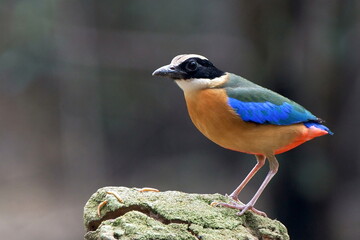 Vibrant Indian pitta bird perched elegantly on mossy rock, stunning wildlife scene