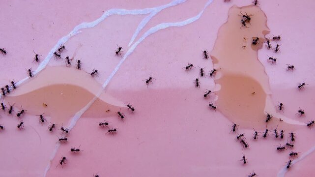 Ants gathered near the spilled liquid
