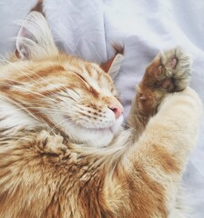 Ginger cat peacefully sleeping on soft bed, adorable paws up in the air