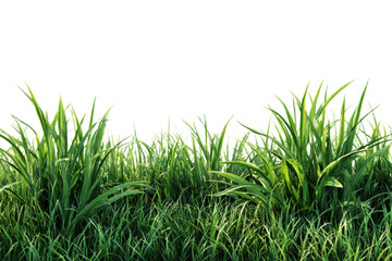 Fototapeta premium Fresh tall green grass field lawn isolated on white background