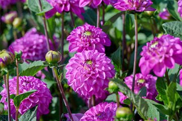 pink dahlia Salvation