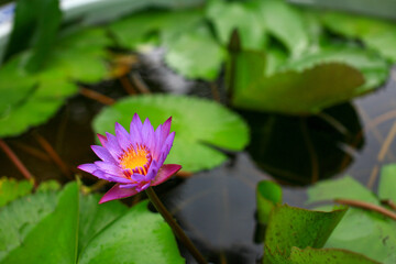 Lotus in summer time