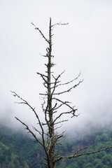 Lonely Bare Tree Standing on Mountain Hillside