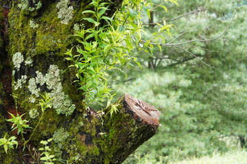 Moss-Covered Tree Trunk in Dense Mountain Forest