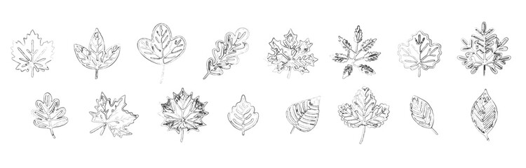 A set of hand-drawn autumn leaves in a sketchy, scribble style. A collection of various fall foliage illustrations, including maple and oak leaf doodles. An artistic vector pack for seasonal designs.