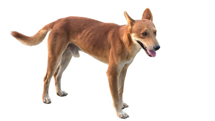 New Guinea Singing Dog (Canis hallstromi) Isolated on a White Background with Copy Text Space. Rare Wild Dog Element for Wildlife Posters, Cultural Themes, and Nature-Inspired Designs. PNG File