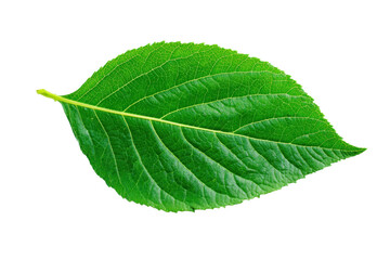 Obraz premium green fresh leaf isolated on white