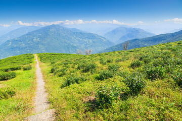 Pathway to inside of Temi tea garden of Ravangla, Sikkim, beautiful vast tea plantation on gradually sloping field with mountains and blue sky in the background. It is only tea garden in sikkim.