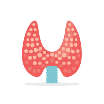 Thyroid gland diagram with follicles for educational or medical use in health and disease.