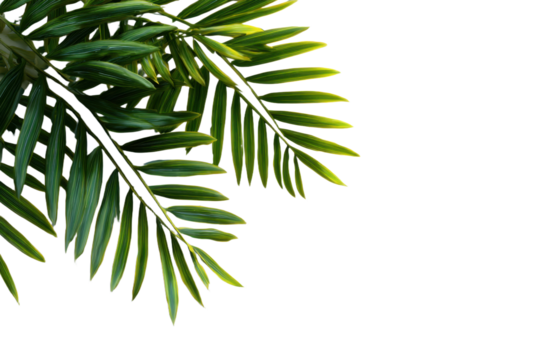 Natural green palm leaf isolated on white background. Tropical coconut palm branches with shadow. Evergreen plant foliage, clip art for summer design elements, cut out, PNG